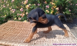 Cachorros Mestizos para dar en adopción