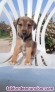 Fotos del anuncio: Cachorros Mestizos para dar en adopcin