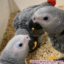 Fotos del anuncio: Regalo Loros grises africanos listos whatsapp +34631087780