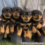 Fotos del anuncio: Regalo Cachorros Rottweiler whatsapp(+34 632 25 19 18)
