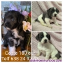 Cachorros, perritos,perros