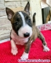 Fotos del anuncio: Adopcin - Cachorros de Bull Terrier Ingls +34 613655850