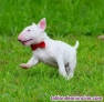 Fotos del anuncio: Adopcin - Cachorros de Bull Terrier Ingls +34 613655850