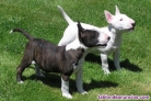Fotos del anuncio: Adopcin - Cachorros de Bull Terrier Ingls +34 613655850