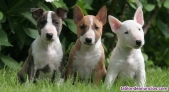 Fotos del anuncio: Adopcin - Cachorros de Bull Terrier Ingls +34 613655850