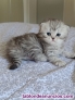 Gatitos persa