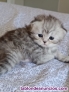 Fotos del anuncio: Gatitos persa