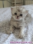 Fotos del anuncio: Gatitos persa