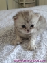 Fotos del anuncio: Gatitos persa