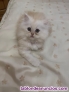 Fotos del anuncio: Preciosa camada de gatos persa