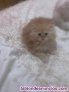 Fotos del anuncio: Preciosa camada de gatos persa
