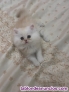 Fotos del anuncio: Preciosa camada de gatos persa