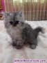 Fotos del anuncio: Preciosa camada de gatos persa