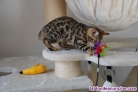 Fotos del anuncio: Regal bengala/bengali gatitos