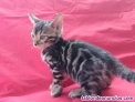 Fotos del anuncio: Bangali gatitos /bengala en adopcion