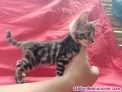 Fotos del anuncio: Bangali gatitos /bengala en adopcion