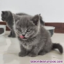 Fotos del anuncio: Regalo British pelo corto gatitos