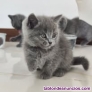 Fotos del anuncio: Regalo British pelo corto gatitos