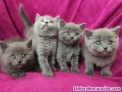 Fotos del anuncio: Gatitos British Shorthair pelo cortos