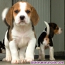Fotos del anuncio: Regalo Cachorros Beagle +34 613655850