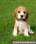 Fotos del anuncio: Regalo Cachorros Beagle +34 613655850