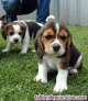 Fotos del anuncio: Regalo Cachorros Beagle +34 613655850