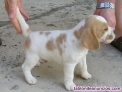 Fotos del anuncio: Regalo Cachorros Beagle +34 613655850
