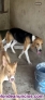 Perros jabalí 