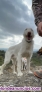 Fotos del anuncio: Perros jabal 