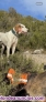 Fotos del anuncio: Perros jabal 