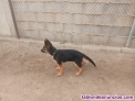 Fotos del anuncio: Cachorro de pastor aleman  3 meses