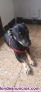 Fotos del anuncio: Regalo cachorrita 