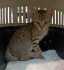 Fotos del anuncio: Gatita en adopcin 