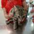 Fotos del anuncio: Gatita en adopcin 