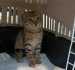 Fotos del anuncio: Gatita en adopcin 