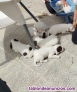 Fotos del anuncio: Se venden setter ingls puros padres cazando 