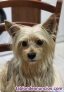 Fotos del anuncio: Pareja para perro