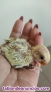 Fotos del anuncio: Agapornis Papilleros rosicolis,federados
