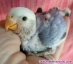 Fotos del anuncio: Agapornis Papilleros rosicolis,federados