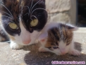 Fotos del anuncio: Gatitos en adopcion regalo