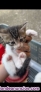Fotos del anuncio: Gatitos en adopcion regalo