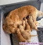 Fotos del anuncio: Preciosos ejemplares de Golden Retriever WhatsApp +34657246944!!