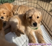 Fotos del anuncio: Preciosos ejemplares de Golden Retriever WhatsApp +34657246944!!
