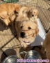 Fotos del anuncio: Preciosos ejemplares de Golden Retriever WhatsApp +34657246944!!
