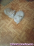 Fotos del anuncio: Gatitos