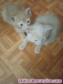 Fotos del anuncio: Gatitos