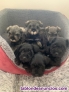 Fotos del anuncio: Cachorritos de Schnauzer Miniatura 