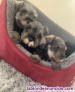 Fotos del anuncio: Cachorritos de Schnauzer Miniatura 
