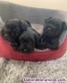 Fotos del anuncio: Cachorritos de Schnauzer Miniatura 