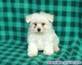 Fotos del anuncio: Regalo Cachorros Malts de Raza Pura +34613206285